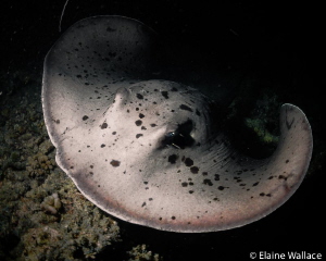 Evasive action required!  Great night dive, even though o... by Elaine Wallace 